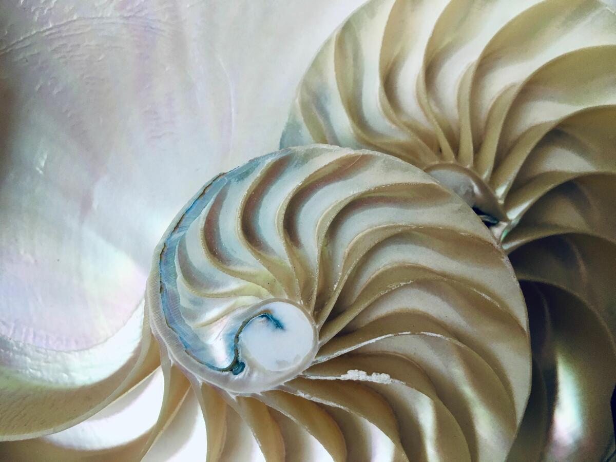fractale_coquillage